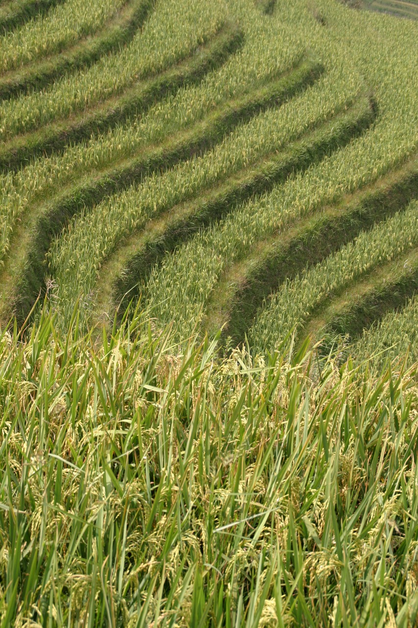 Ryžiai, Plantacija, Ryžių Plantacijos, Ryžių Laukai, Asija, Kraštovaizdis, Laukas, Nemokamos Nuotraukos,  Nemokama Licenzija