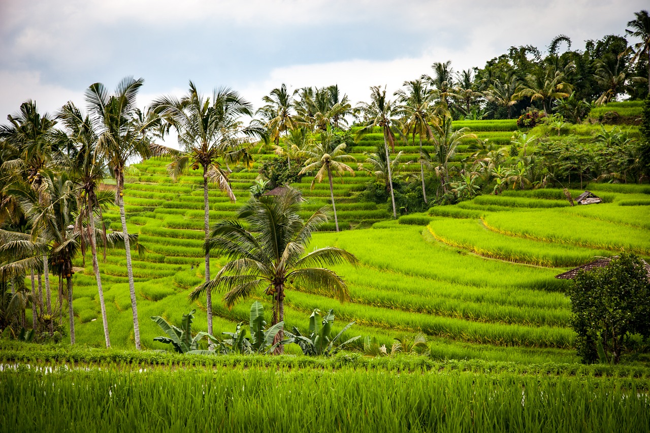 Ryžiai, Ryžių Terasa, Terasos, Žemdirbystė, Ryžių Auginimas, Bali, Indonezija, Grūdai, Laukas, Gamta