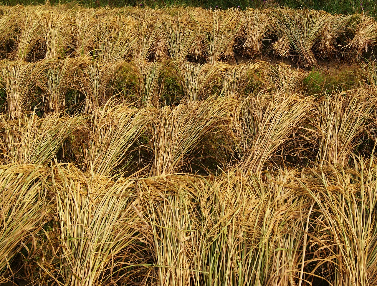 Ryžiai, Derlius, Pasėliai, Žemdirbystė, Ūkis, Asija, Laukas, Žemės Ūkio Paskirties Žemė, Paddy, Gamta