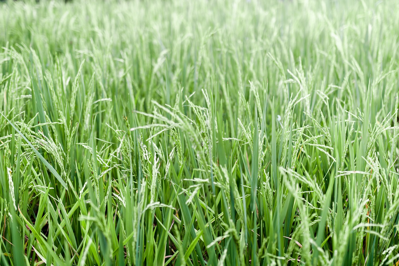 Ryžiai, Augalas, Žemdirbystė, Žalias, Nemokamos Nuotraukos,  Nemokama Licenzija