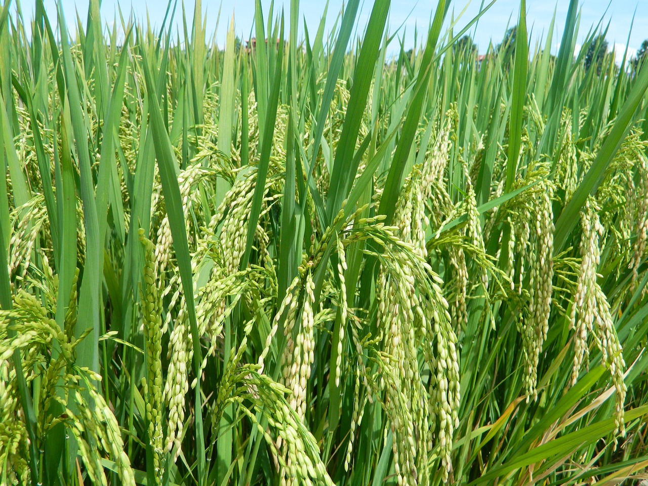Ryžiai, Japonų Ryžiai, Šilkas, Nemokamos Nuotraukos,  Nemokama Licenzija