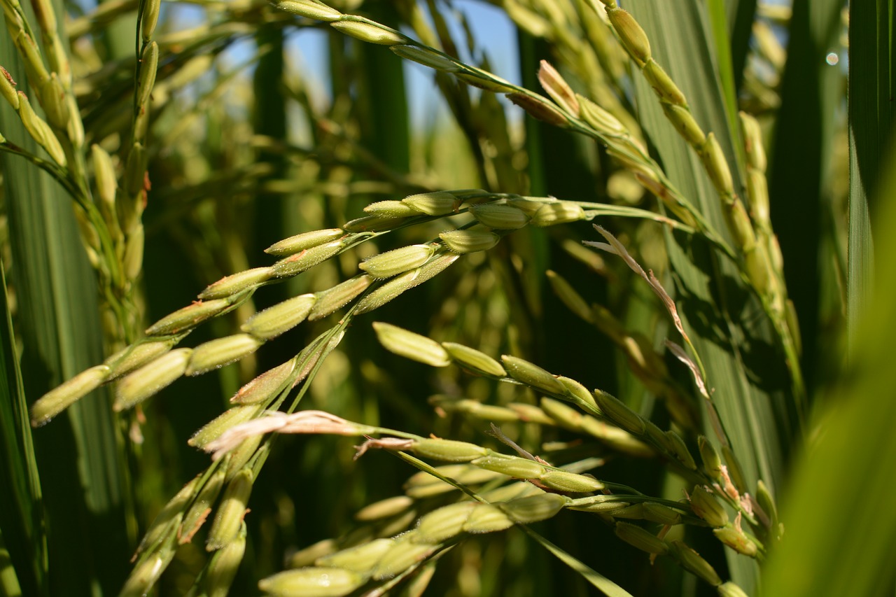 Ryžiai, Ryžiai, Ekologiški Ryžiai, Ryžiai Iki Japonų, Nemokamos Nuotraukos,  Nemokama Licenzija