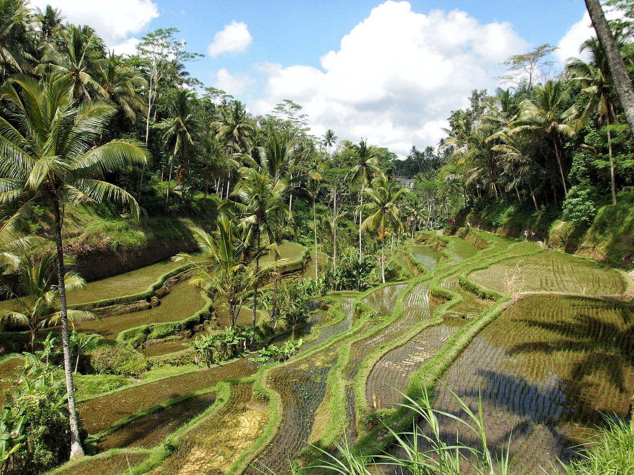 Ryžiai, Ryžių Laukas, Gamta, Ubud, Bali, Laukas, Žemdirbystė, Augalas, Džiunglės, Žalias