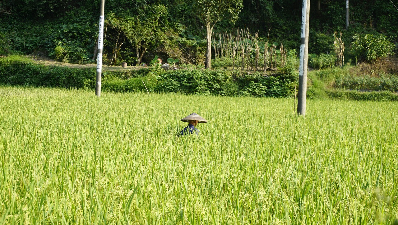 Ryžiai, Ūkininkas, Humanitariniai Mokslai, Nemokamos Nuotraukos,  Nemokama Licenzija