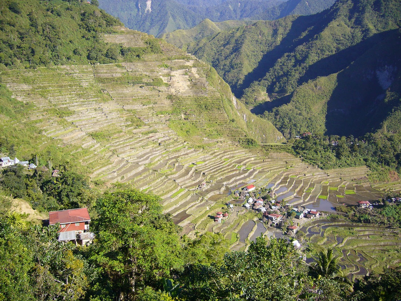 Ryžiai, Filipinai, Žemdirbystė, Asija, Kaimas, Auginimas, Žemės Ūkio Paskirties Žemė, Laukas, Nemokamos Nuotraukos,  Nemokama Licenzija