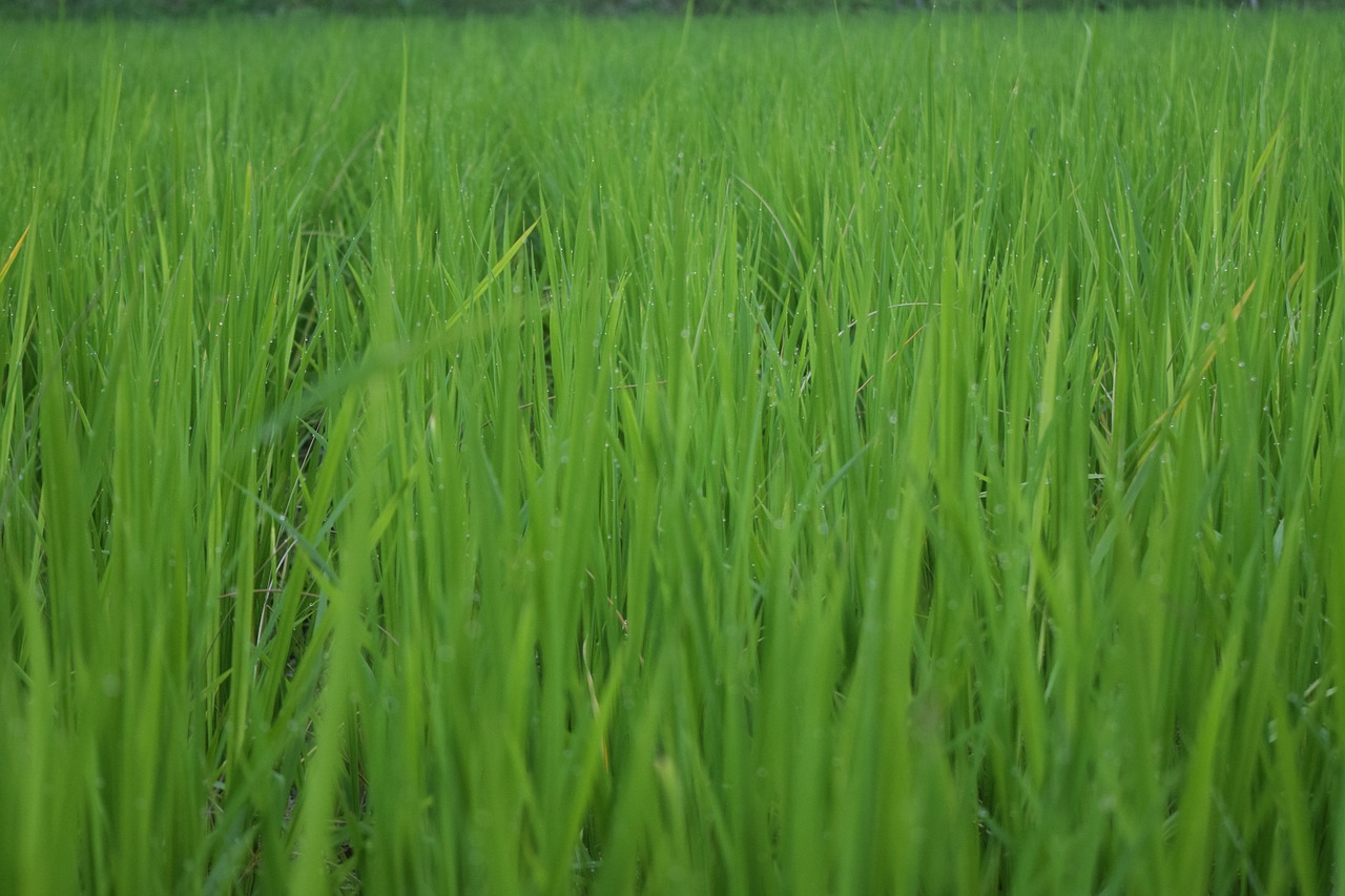 Ryžiai, Ch, Ūkininkavimas, Korėjos Respublika, Akcijos, Vasara, Žaluma, Augalai, Korėjos Kaimas, Žalias