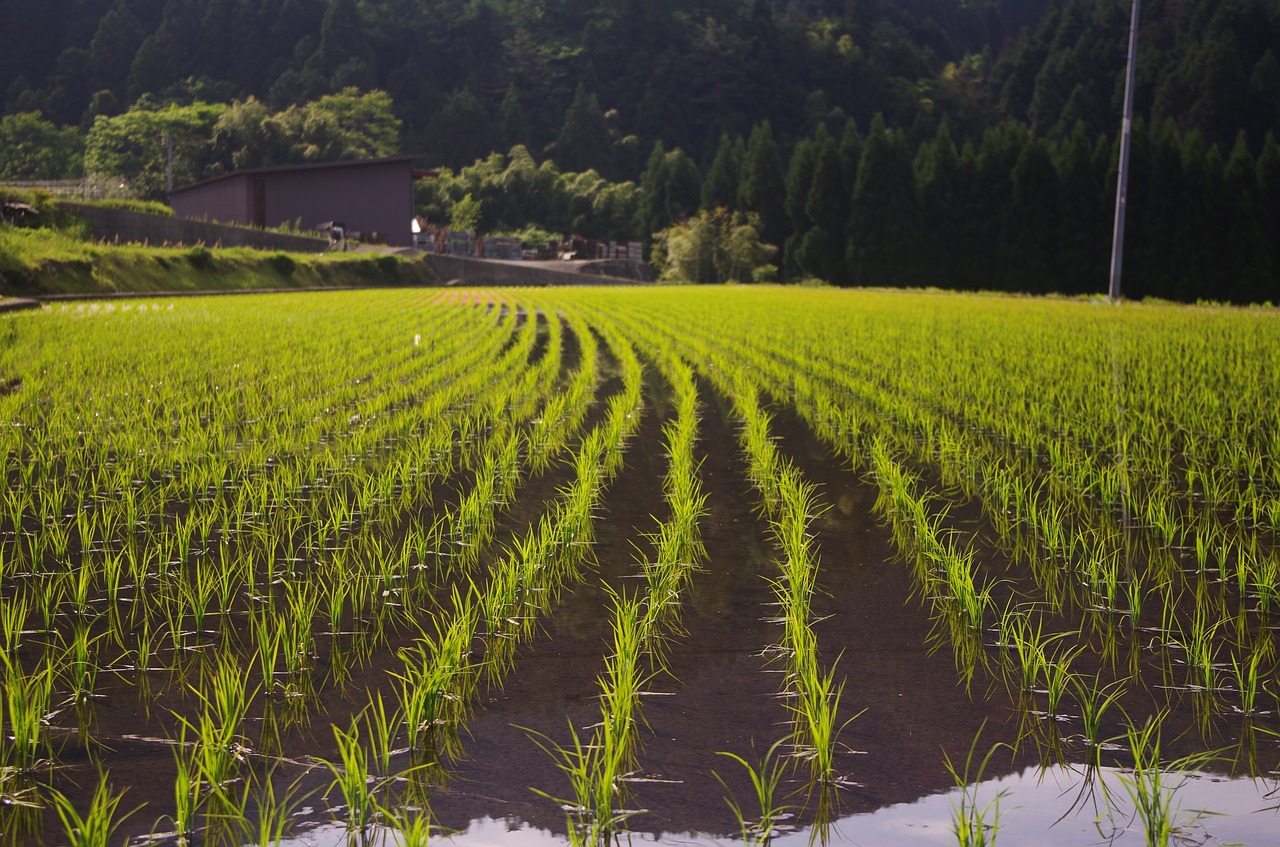 Ryžiai,  Ryžių Sodinimas,  Usd, Nemokamos Nuotraukos,  Nemokama Licenzija