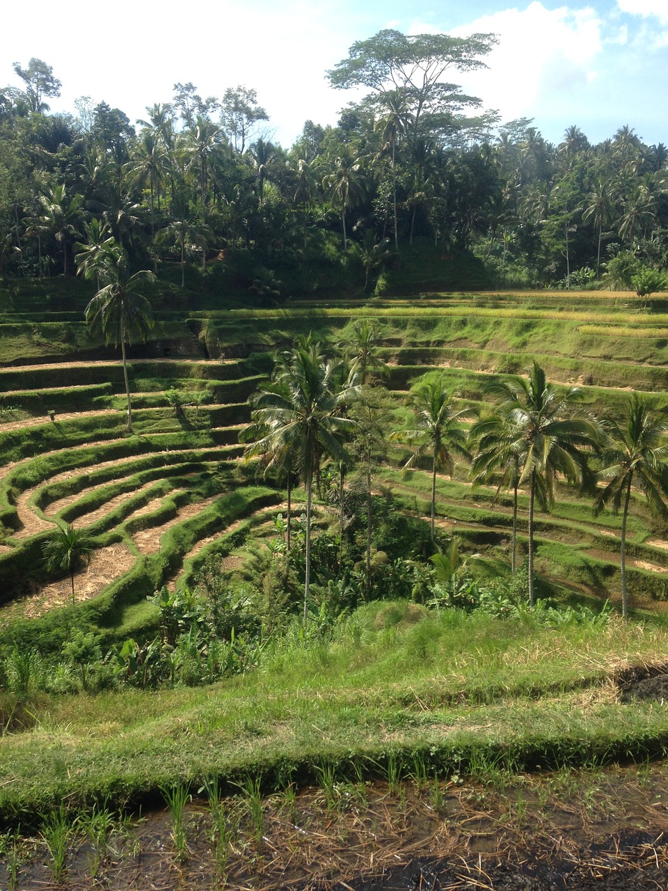 Ryžiai,  Laukai,  Bali, Nemokamos Nuotraukos,  Nemokama Licenzija