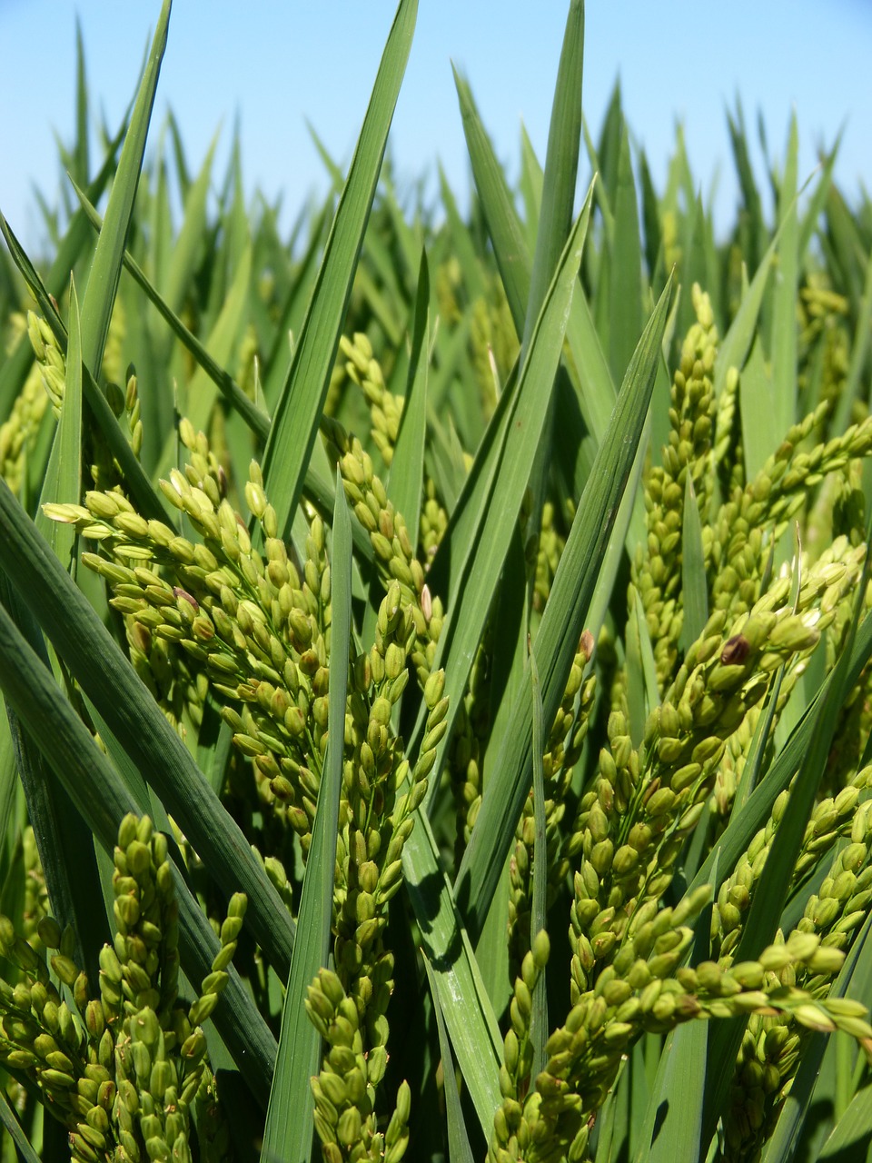 Ryžiai, Paddy, Ebro Delta, Nemokamos Nuotraukos,  Nemokama Licenzija