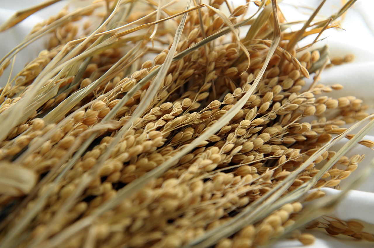 Ryžiai Ir Kukurūzai, Ryžiai, Kukurūzų Veislė, Grūdai, Nemokamos Nuotraukos,  Nemokama Licenzija