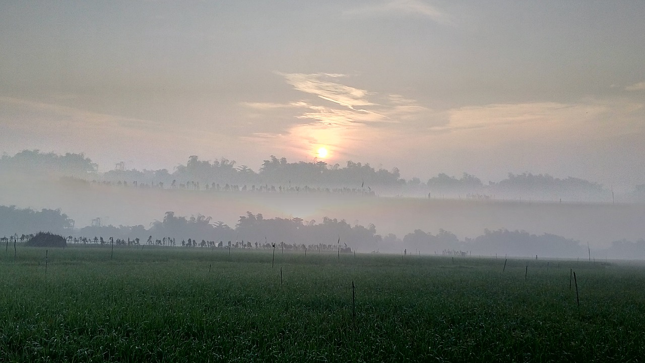 Ryžių Laukas, Saulės Kilimas, Rytas, Rasa, Saulė, Ryžiai, Laukas, Kraštovaizdis, Dangus, Saulėtekis