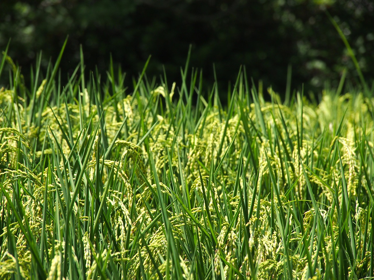 Ryžių Laukas, Ryžių Augalai, Žemdirbystė, Laukas, Žalias, Plantacija, Nemokamos Nuotraukos,  Nemokama Licenzija