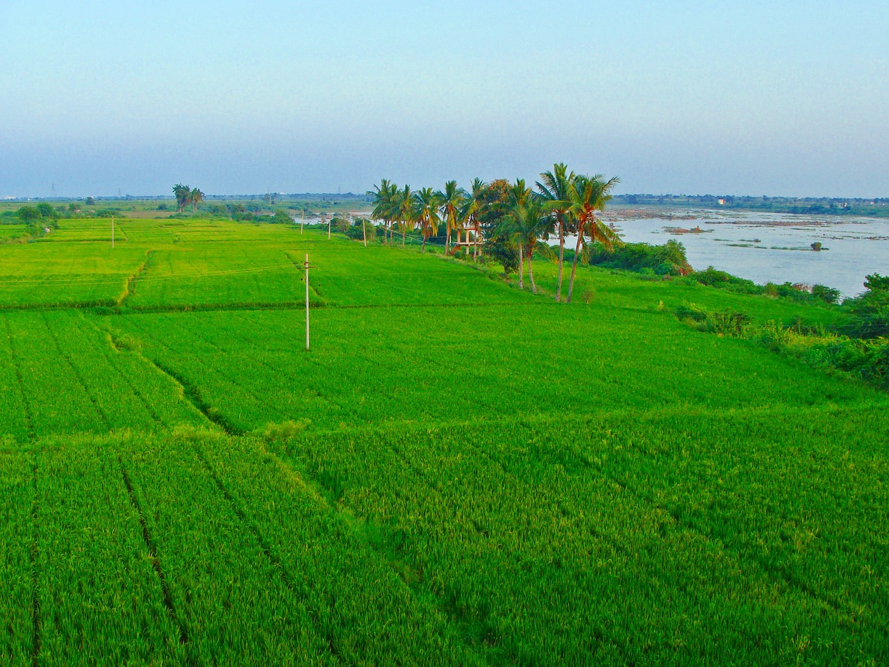 Ryžių Laukai, Žaliavinis Auginimas, Tungabhadra Lygumos, Raichur, Karnataka, Indija, Nemokamos Nuotraukos,  Nemokama Licenzija