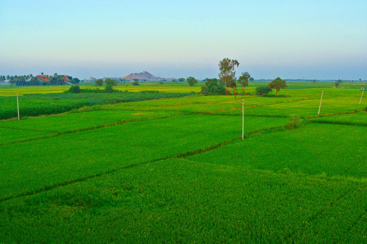 Ryžių Laukai, Žaliavinis Auginimas, Tungabhadra Lygumos, Raichur, Karnataka, Indija, Nemokamos Nuotraukos,  Nemokama Licenzija