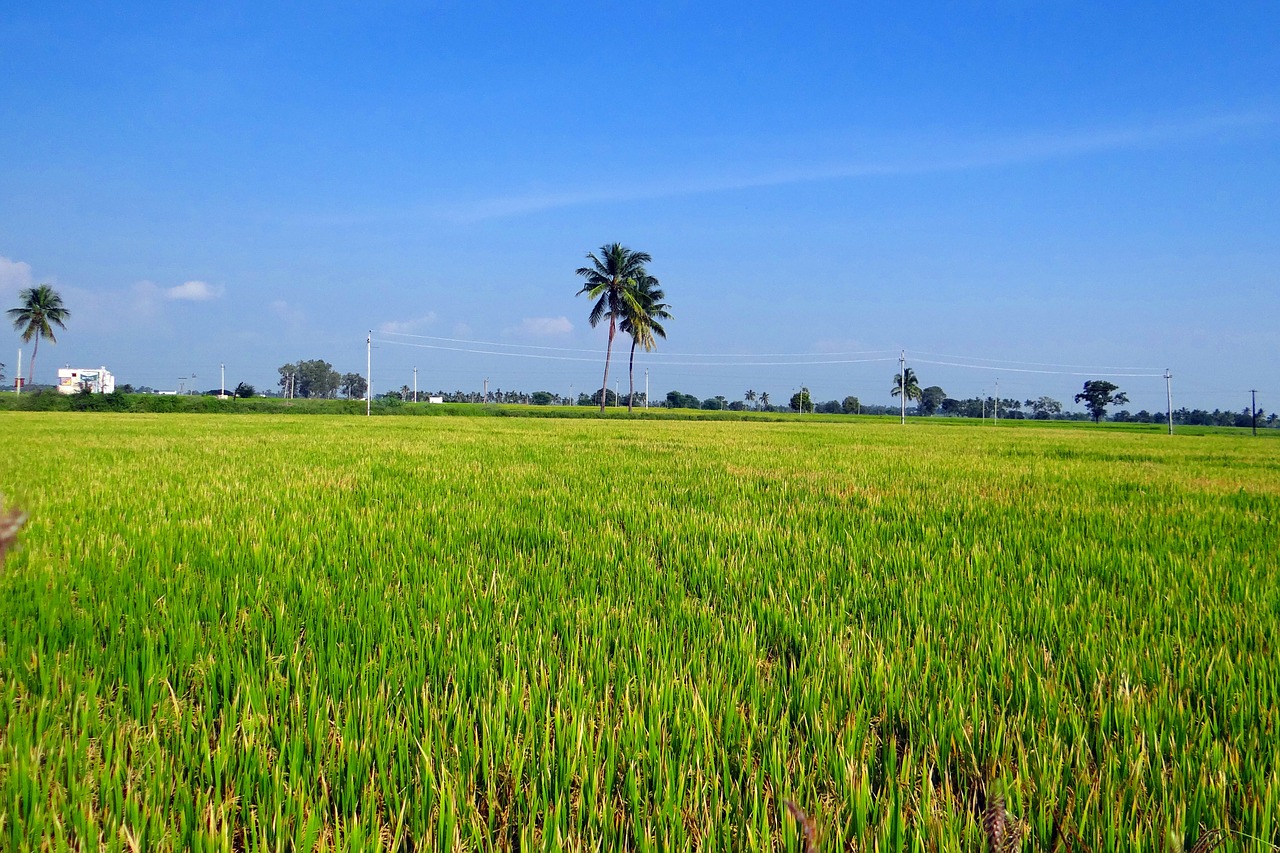 Ryžių Laukai, Gangavati, Karnataka, Indija, Paddy, Ryžių Paddy, Žemdirbystė, Ryžiai, Ūkininkavimas, Derlius