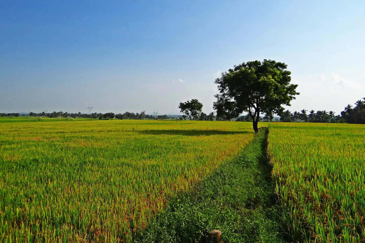 Ryžių Laukai, Gangavati, Karnataka, Indija, Paddy, Ryžių Paddy, Žemdirbystė, Ryžiai, Ūkininkavimas, Derlius