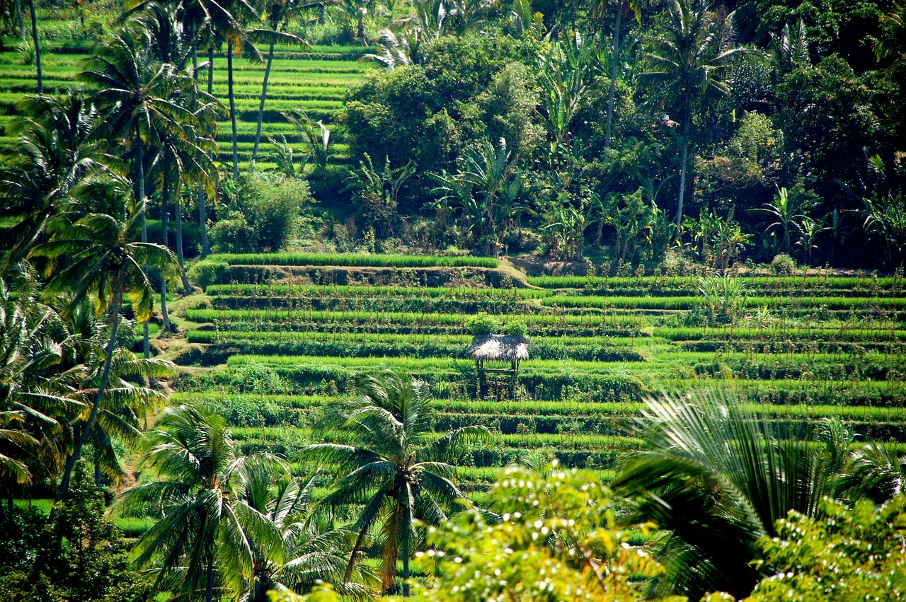 Ryžių Laukai, Gamta, Bali, Nemokamos Nuotraukos,  Nemokama Licenzija