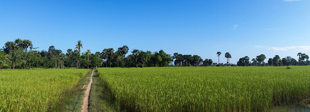 Ryžių Laukai, Ryžiai, Kambodža, Angkor, Šventykla, Istorija, Asija, Šventyklų Kompleksai, Gamta, Toli