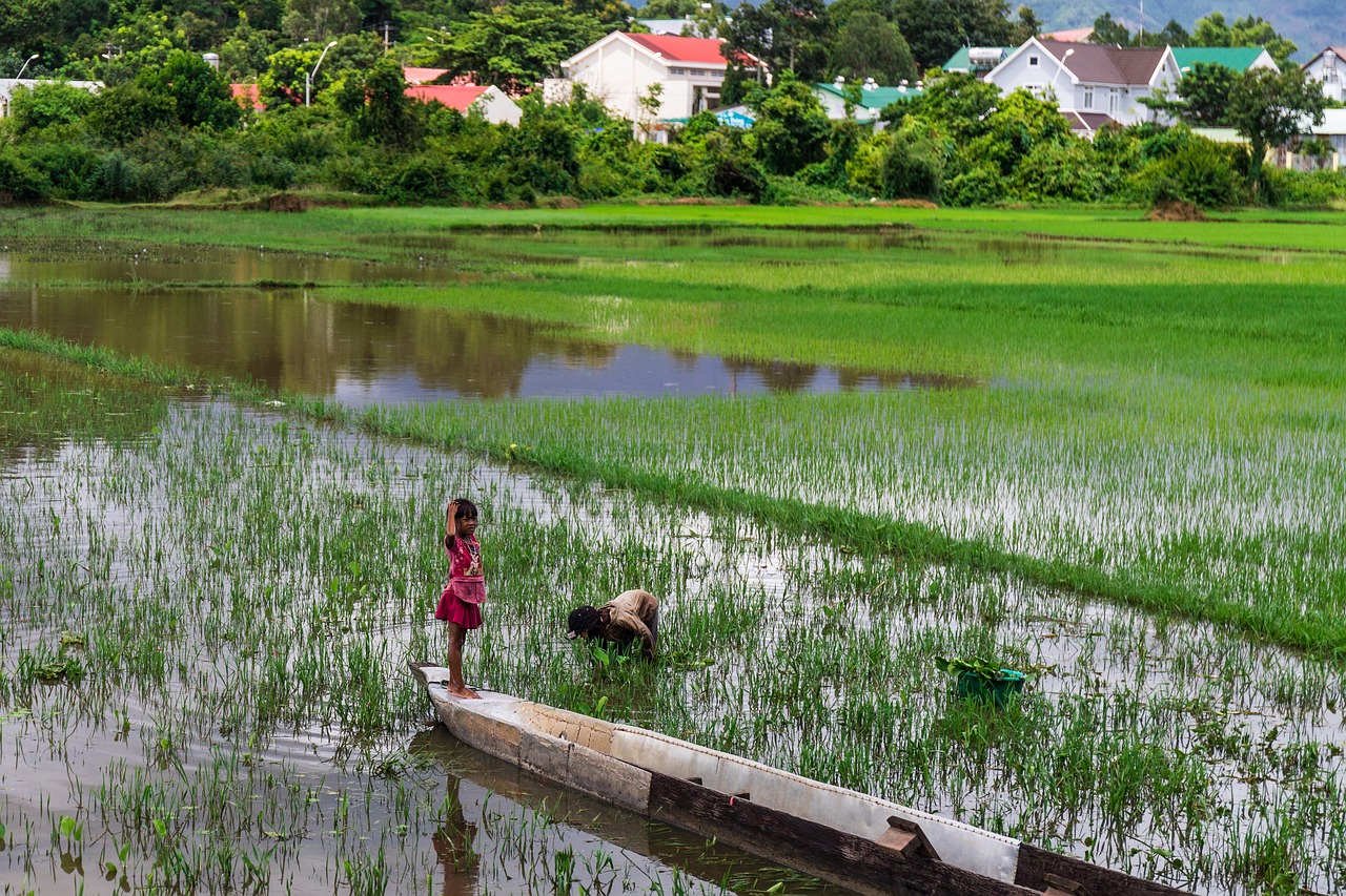 Ryžiai Paddy,  Vaikai,  Vandens,  Azijoje,  Vietnamas, Nemokamos Nuotraukos,  Nemokama Licenzija