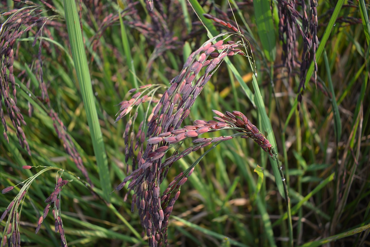 Ryžiai Violetinė,  Rudieji Ryžiai,  Ryžių,  Violetinė,  Ryžiai Žolelių,  Organinis Ryžių, Nemokamos Nuotraukos,  Nemokama Licenzija