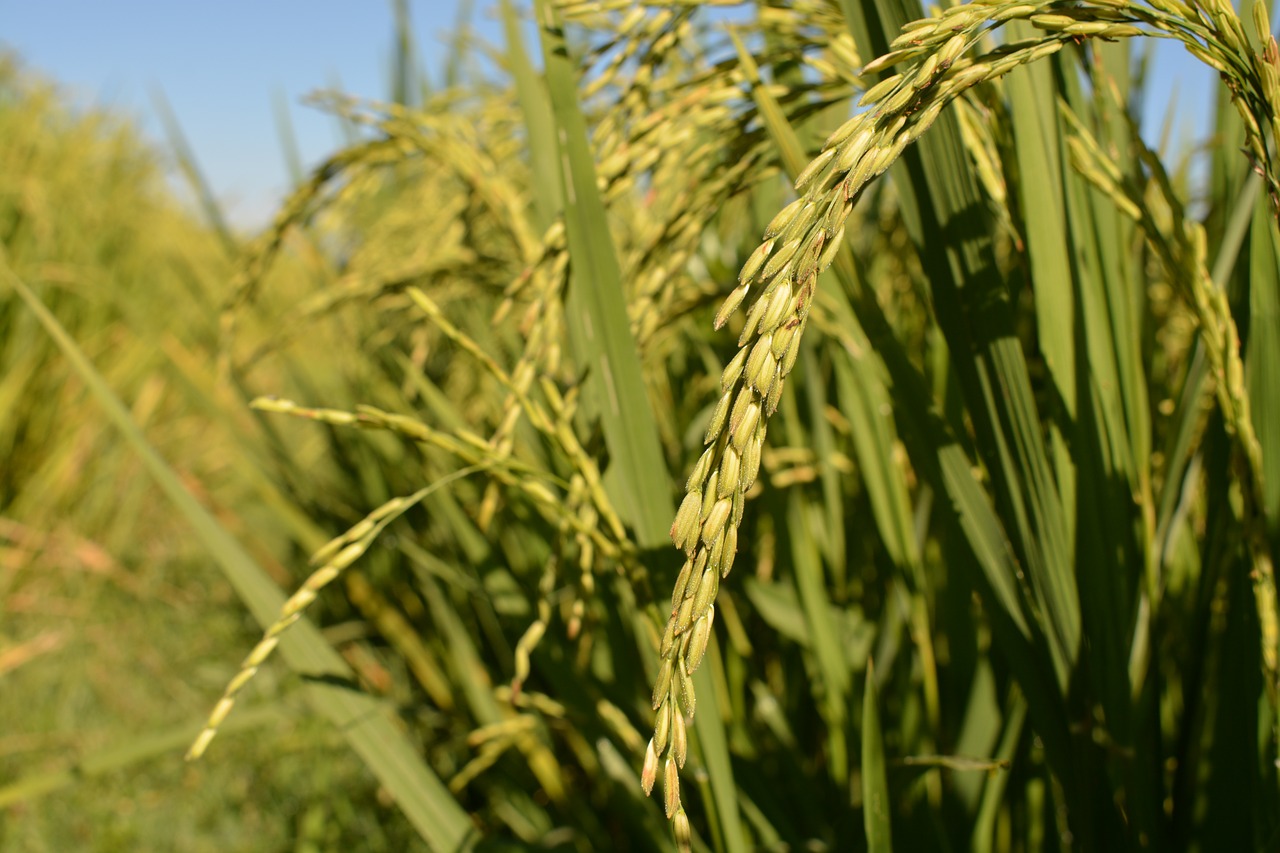 Ryžiai Iki Japonų, Ekologiški Ryžiai, Ryžiai, Nemokamos Nuotraukos,  Nemokama Licenzija