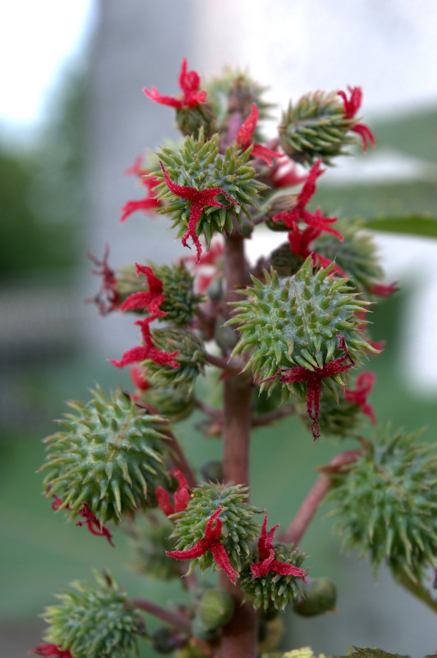 Ricinus Communis, Augalas, Ricin, Ratukas, Vaisiai, Nemokamos Nuotraukos,  Nemokama Licenzija