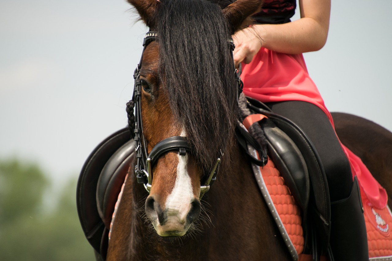 Važiuoti,  Arklys,  Reiter,  Amazonė,  Rožinis,  Rudi,  Pony,  Gyvūnas, Nemokamos Nuotraukos,  Nemokama Licenzija