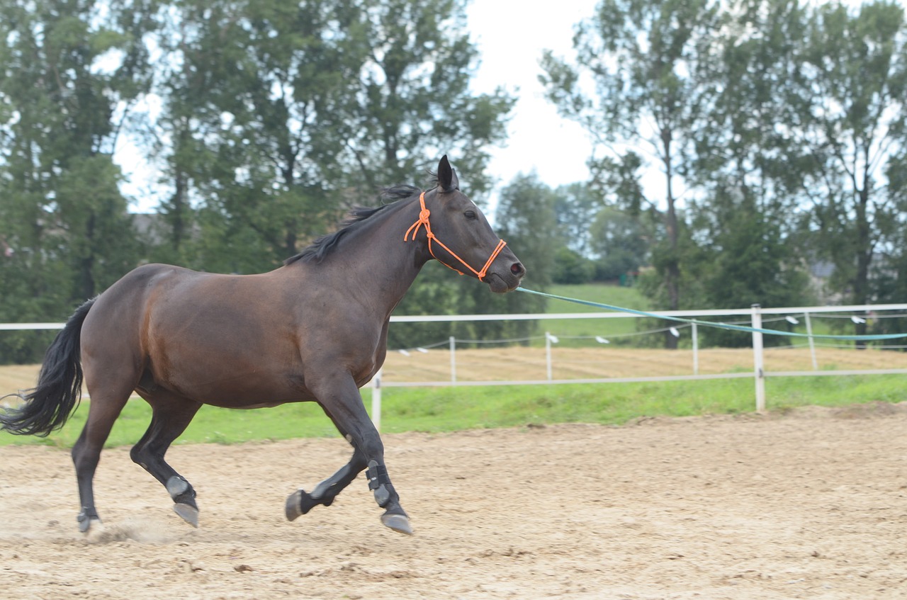 Jodinėjimas, Steed, Teismo Posėdyje, Lauro Arklio, Mokymas, Ataka, Mare, Įlanka, Arklys, Arklio Galva