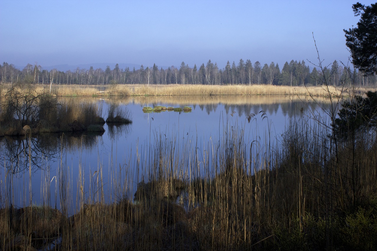 Riedsee, Blogas Wurzach, Kiauras, Moorland, Pelkės, Pelkė, Gamtos Rezervatas, Nendrė, Gamta, Kraštovaizdis