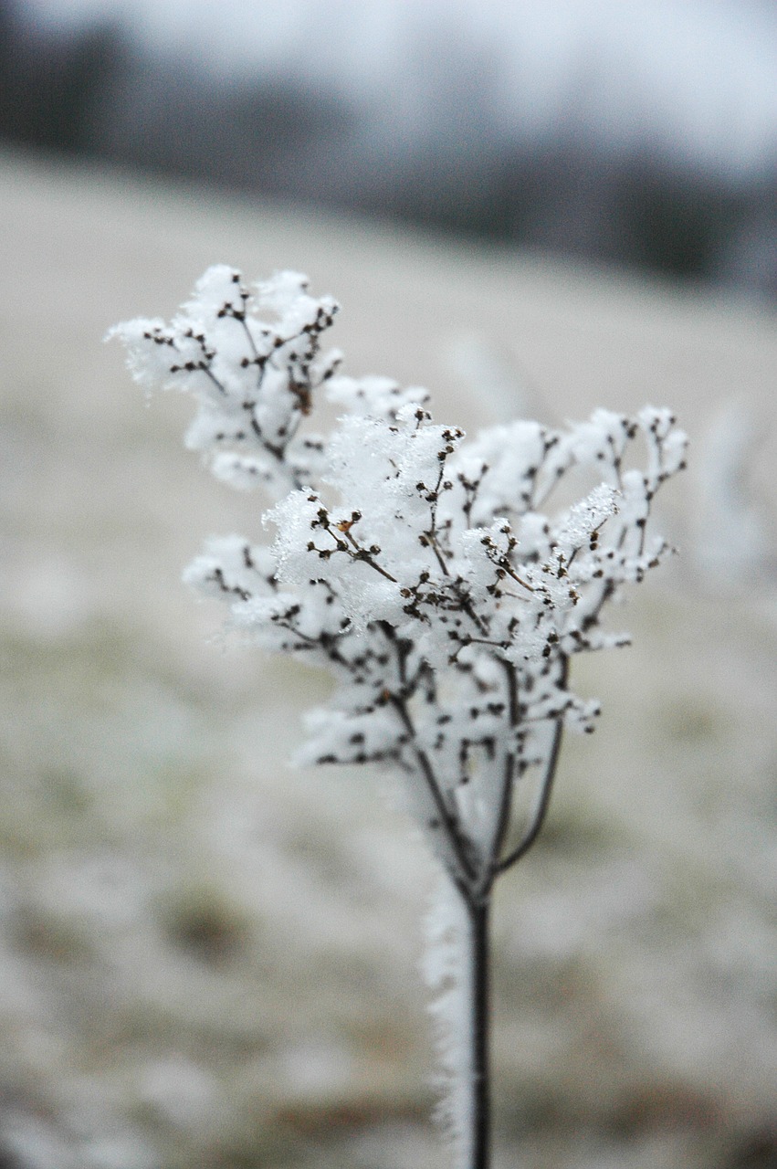 Rime, Gėlė, Törröttäjä, Sniegas, Gamta, Ruduo, Šaltis, Šaltas, Ledas, Nemokamos Nuotraukos