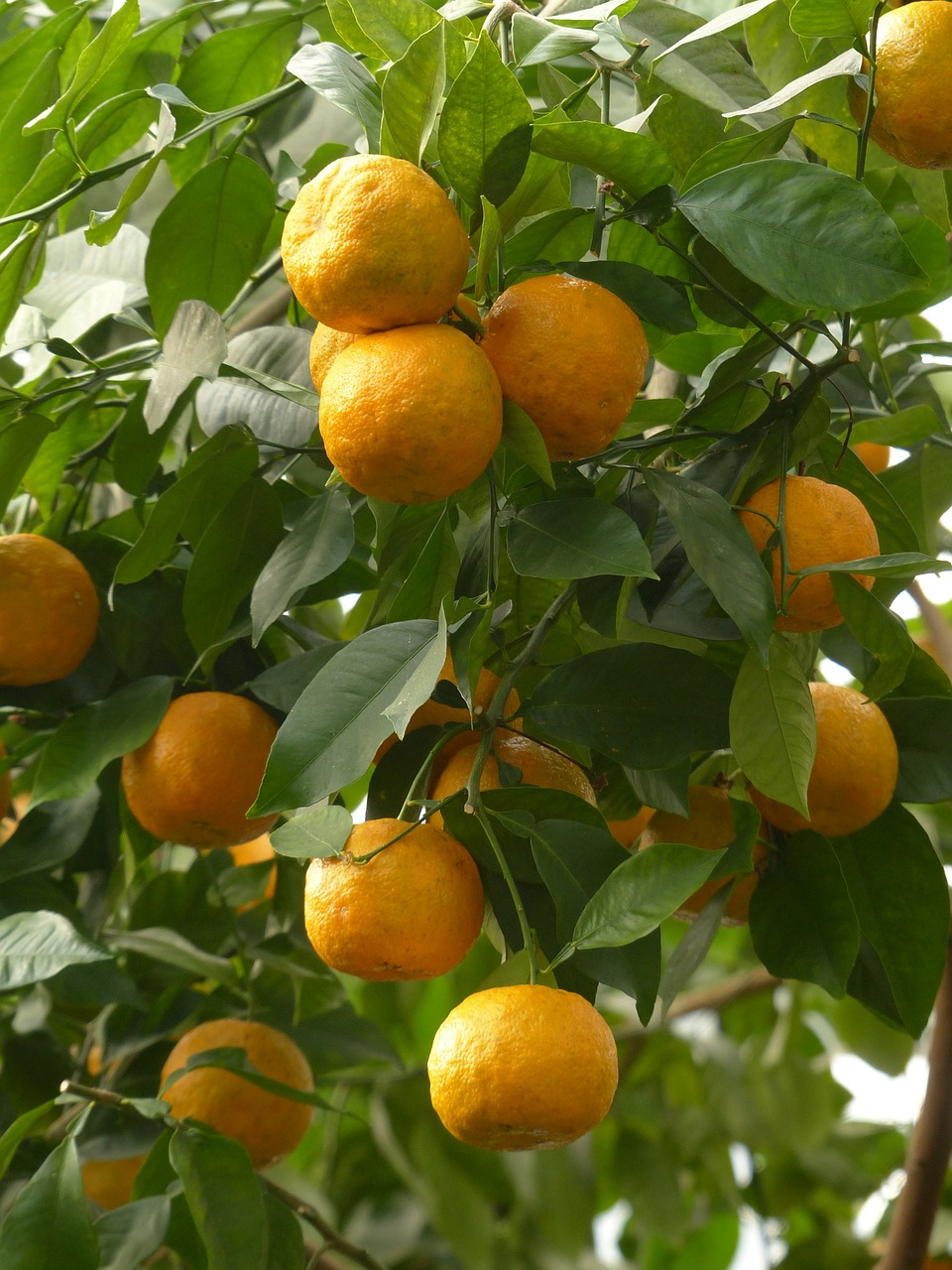 Oda, Vaisiai, Kartūs Apelsinai, Citrusų Aurantium, Sevilija Oranžinė, Rūgšta Oranžinė, Citrusiniai, Oranžinis Panašus, Oranžinė, Medis