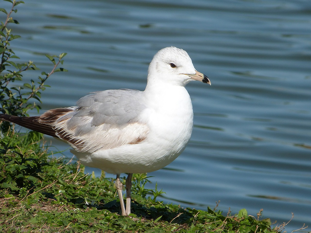 Žieduotas Čarteris, Kajakas, Paukščių Stebėjimas, Ežero Mistonas, Laukinė Gamta, Birding, Paukštis, Paukštis, Kepuraitė, Nemokamos Nuotraukos