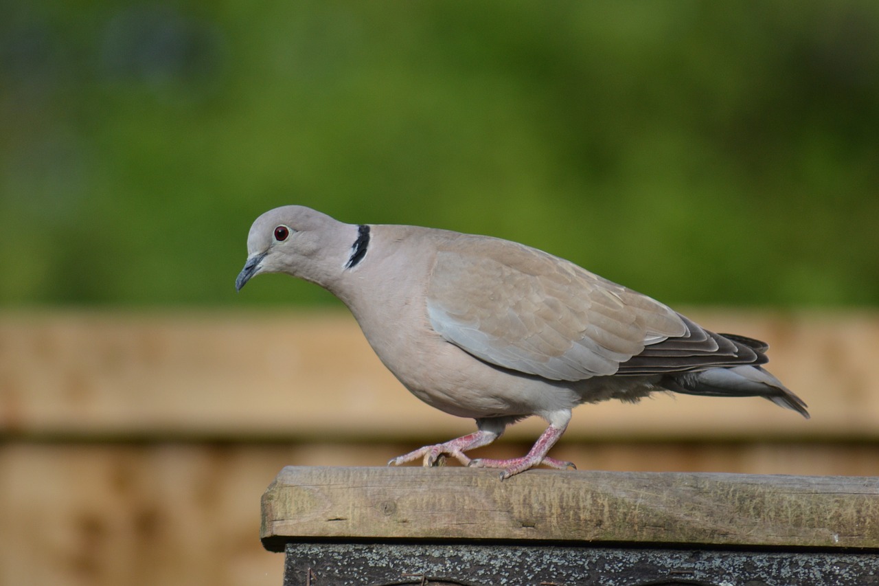 Žiedinis Kaklo Balandis, Streptopelija Capicola, Kalvos Balandė, Paukštis, Iš Arti, Pusiau Užkloti Balandžiai, Plunksnos, Perching, Laukiniai, Pilka