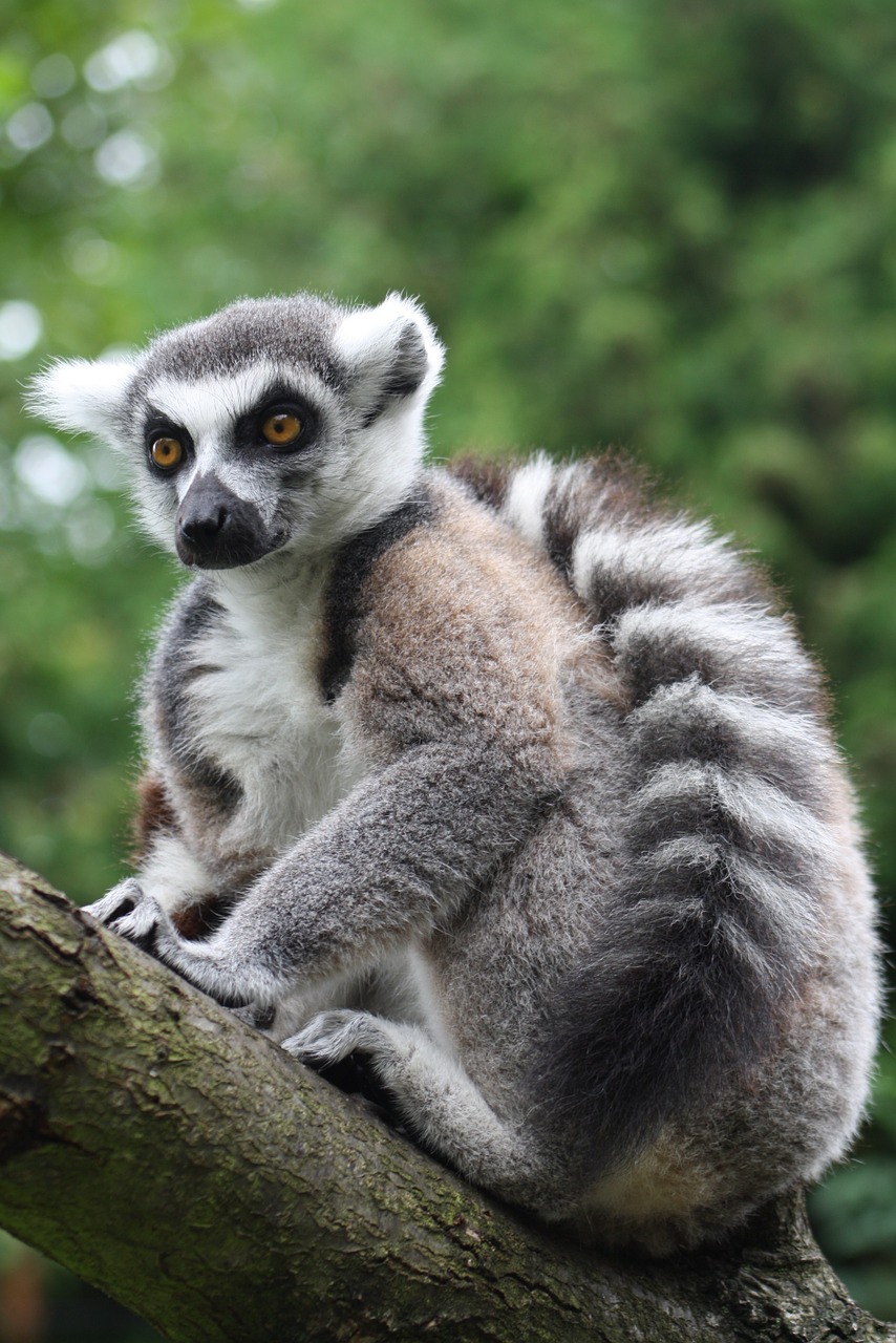 Ring Tailled Lemuras, Beždžionė, Prosimian, Lemūrai Katta, Madagaskaras, Prosimiečiai, Mielas, Gyvūnas, Lemūrai, Įžūlus