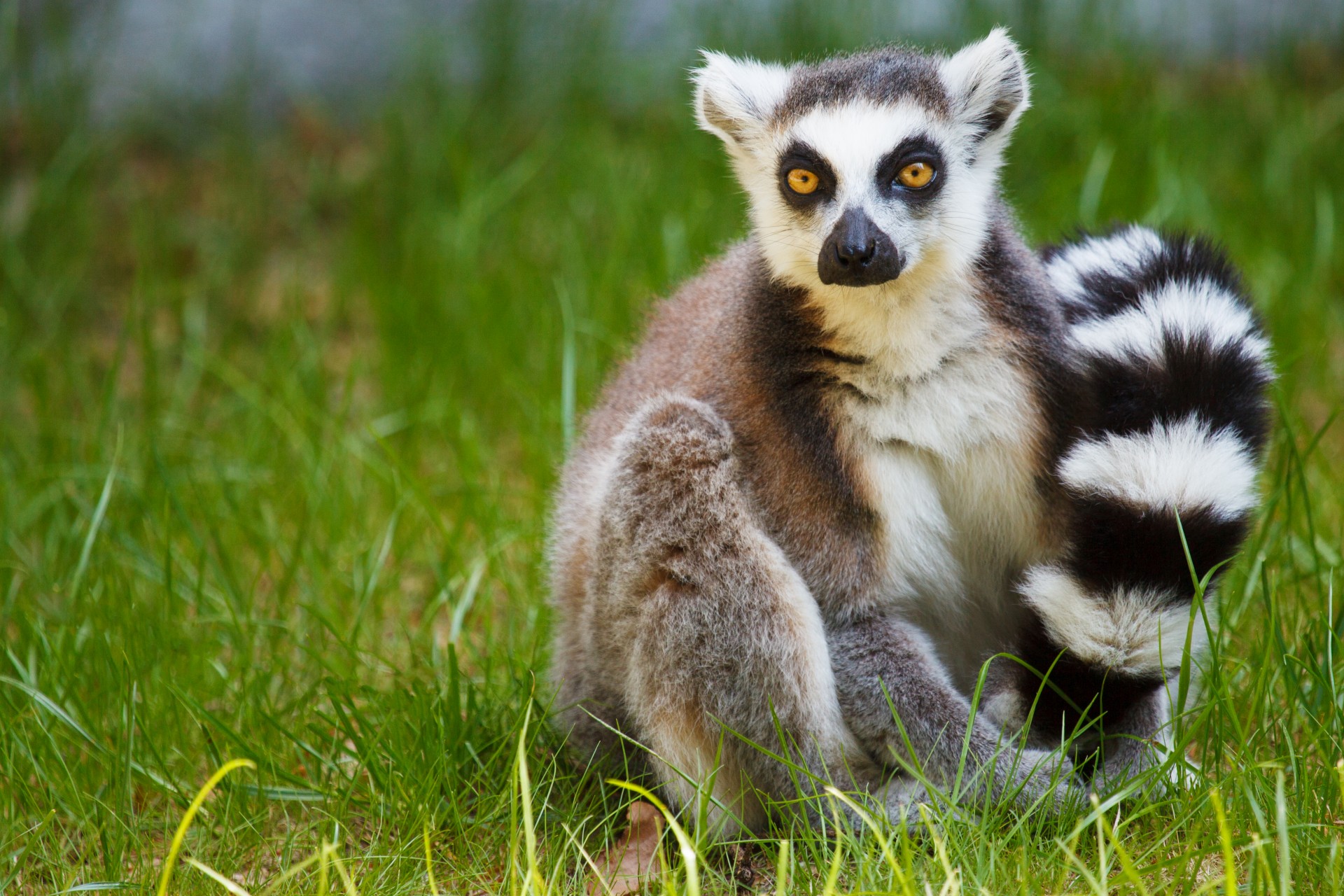 Lemūrai,  Žolė,  Madagaskaras,  Kailis,  Gyvūnas,  Catta,  Laukinė Gamta,  Portretas,  Beždžionė,  Žieduotas Taurė