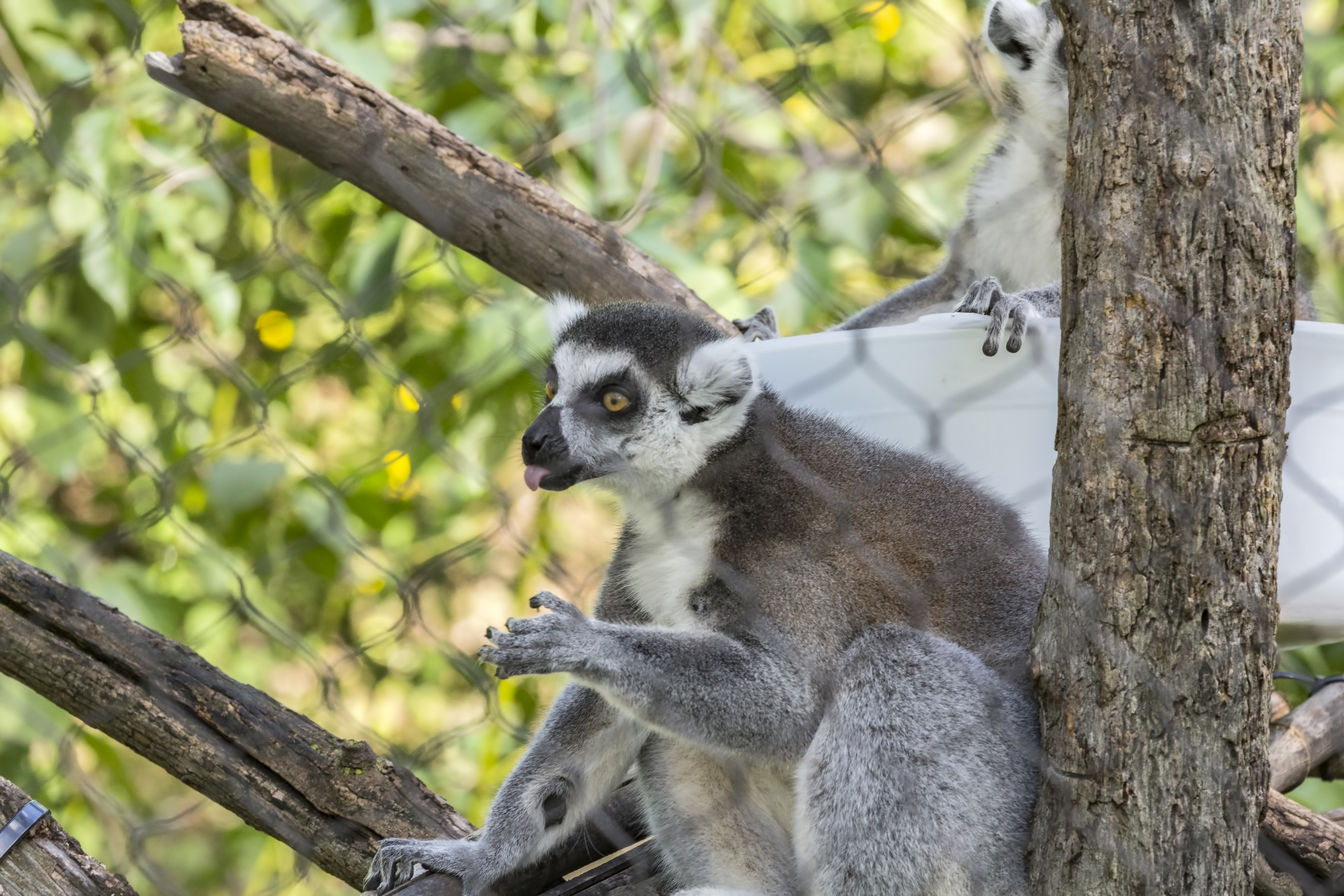 Lemurs & Nbsp,  Katta,  Ringtail & Lempa,  Primatas,  Žinduolis,  Lemūrai,  Gyvūnas,  Žolėdis,  Nykstantis,  Ring Tailed Lemūrai