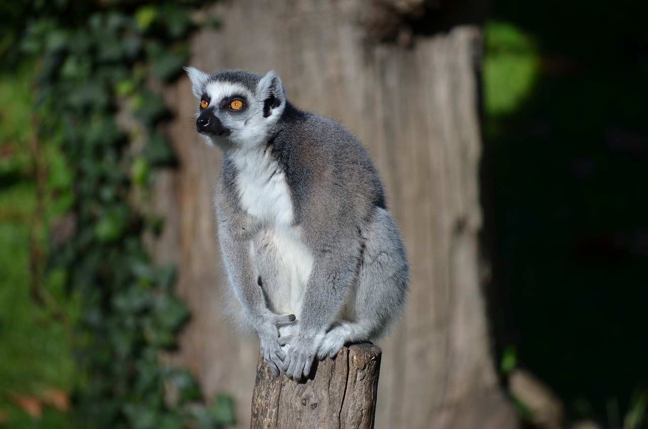 Ring Tailled Lemuras, Lemūrai, Zoologijos Sodas, Gyvūnas, Beždžionė, Nemokamos Nuotraukos,  Nemokama Licenzija