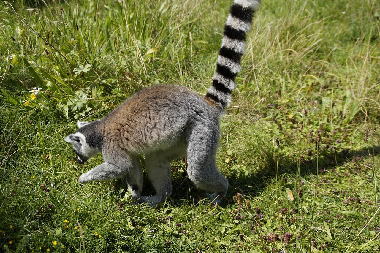 Ring Tailled Lemuras, Prosimian, Lemūrai Katta, Lemūrai, Dryžuotas, Gyvūnas, Žinduolis, A, Uodega, Zoologijos Sodas