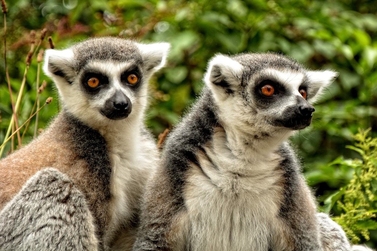 Ring Tailled Lemuras, Lemūrai Katta, Lemūrai, Ape, Prosimiečiai, Primatai, Madagaskaras, Laukinis Gyvūnas, Įdomu, Žiūrėti