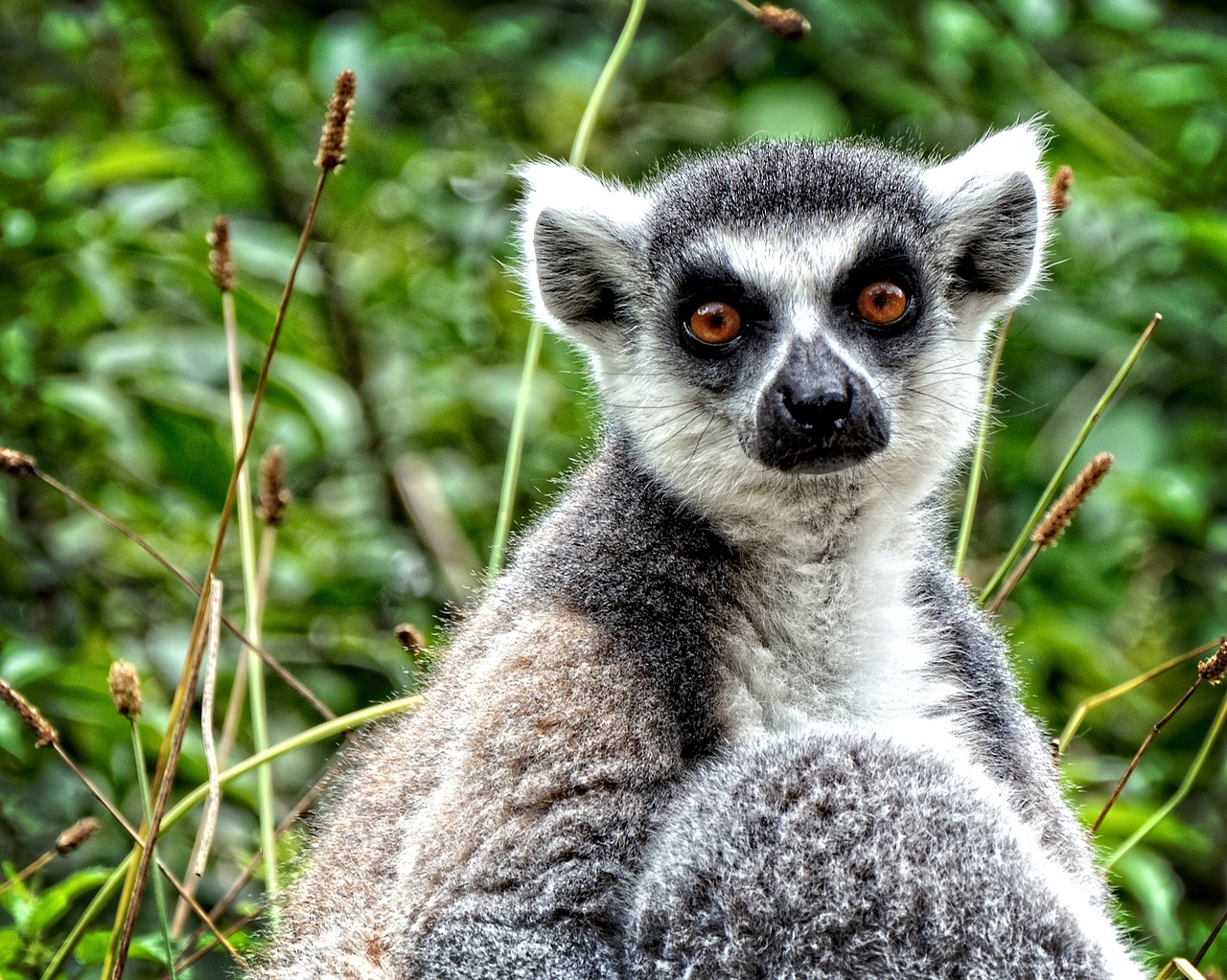 Ring Tailled Lemuras, Lemūrai Katta, Lemūrai, Ape, Prosimiečiai, Primatai, Madagaskaras, Laukinis Gyvūnas, Įdomu, Žiūrėti