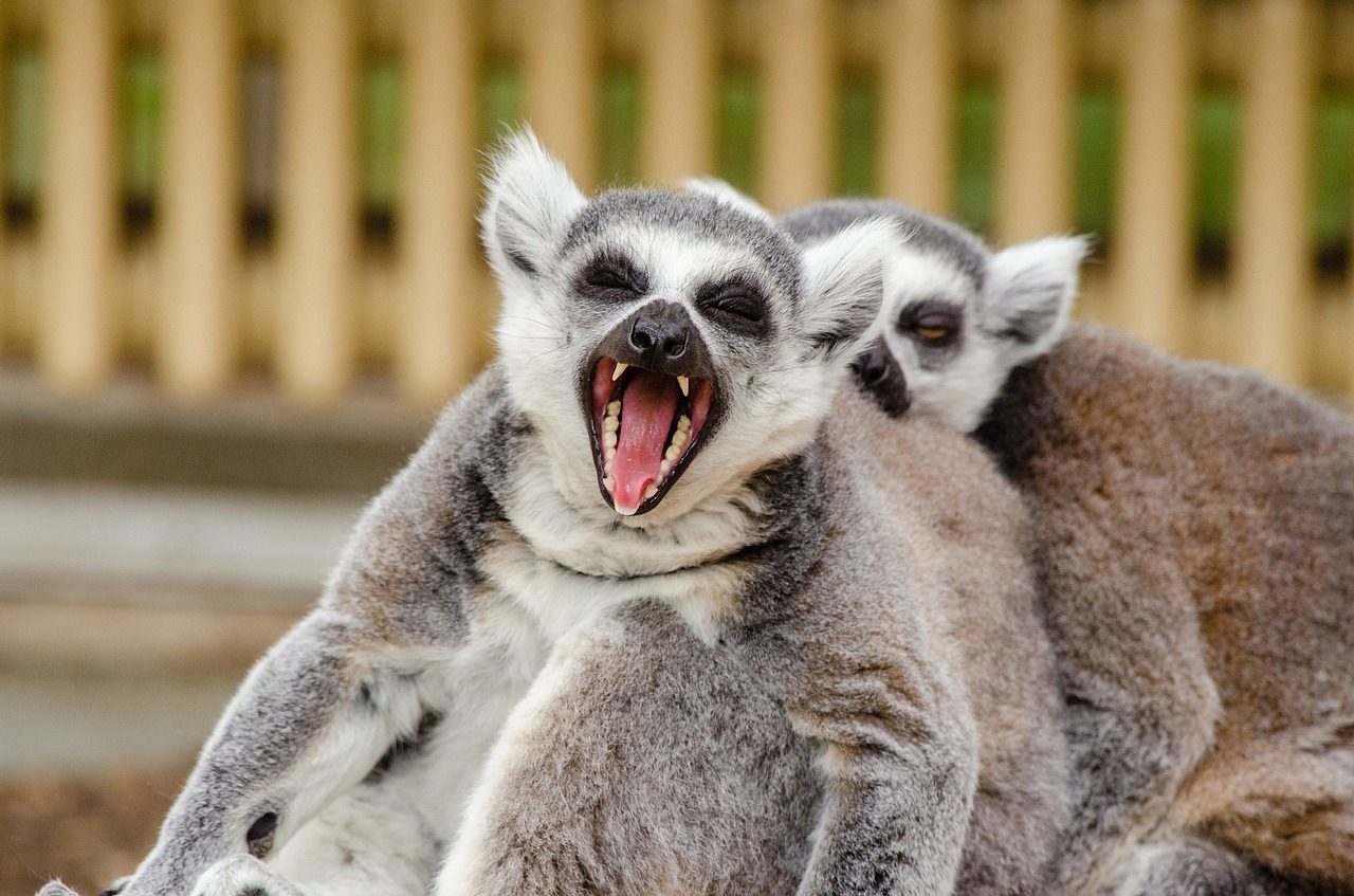 Ring Tailled Lemurs, Primatas, Žinduolis, Kailis, Pilka, Madagaskaras, Portretas, Sėdi, Juokinga, Laukinė Gamta
