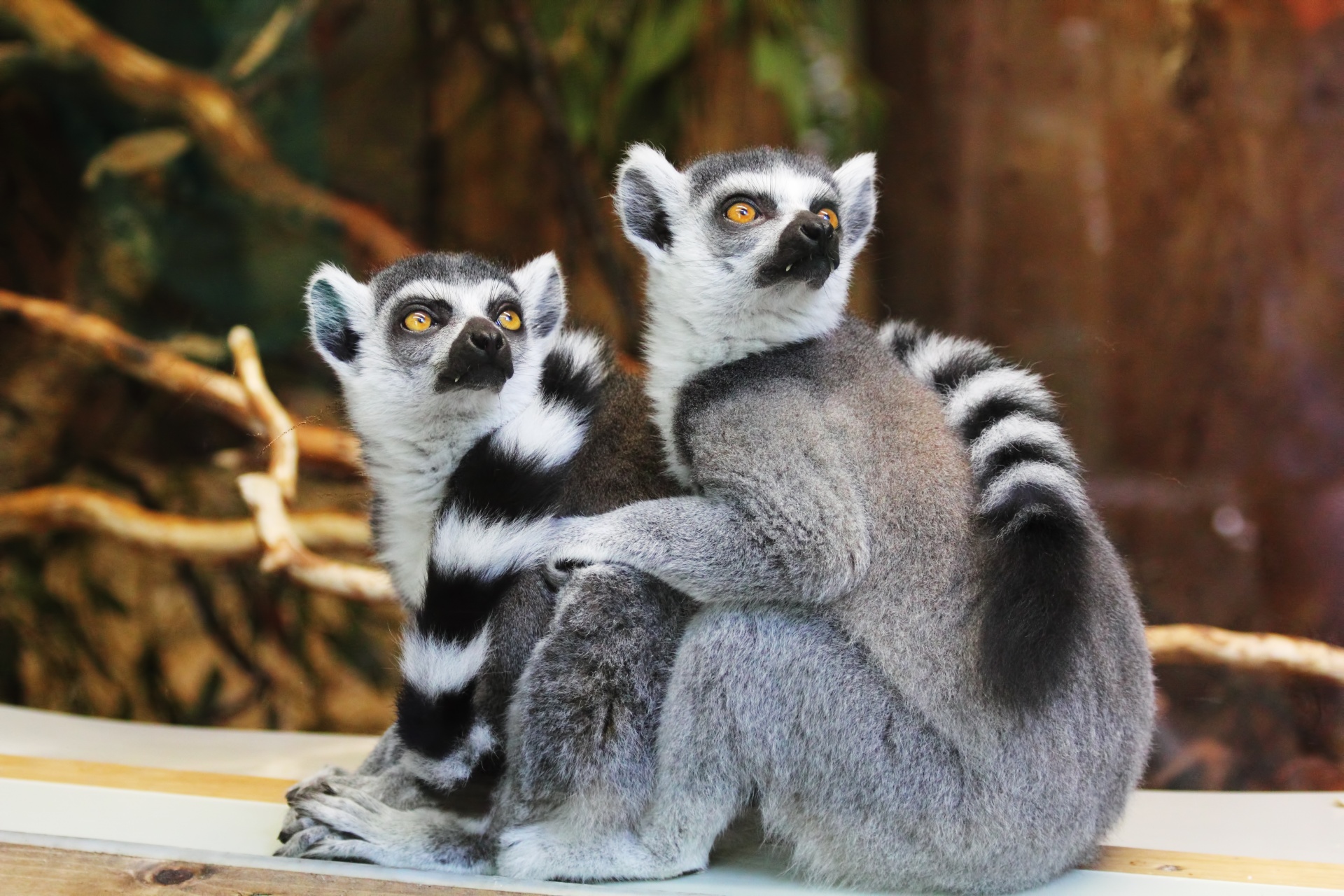 Lemurs,  Primatai,  Gyvūnai,  Žiediniai Taurieji & Nbsp,  Lemurs,  Madagaskaras,  Žinduoliai,  Kailis,  Mielas,  Iš Arti