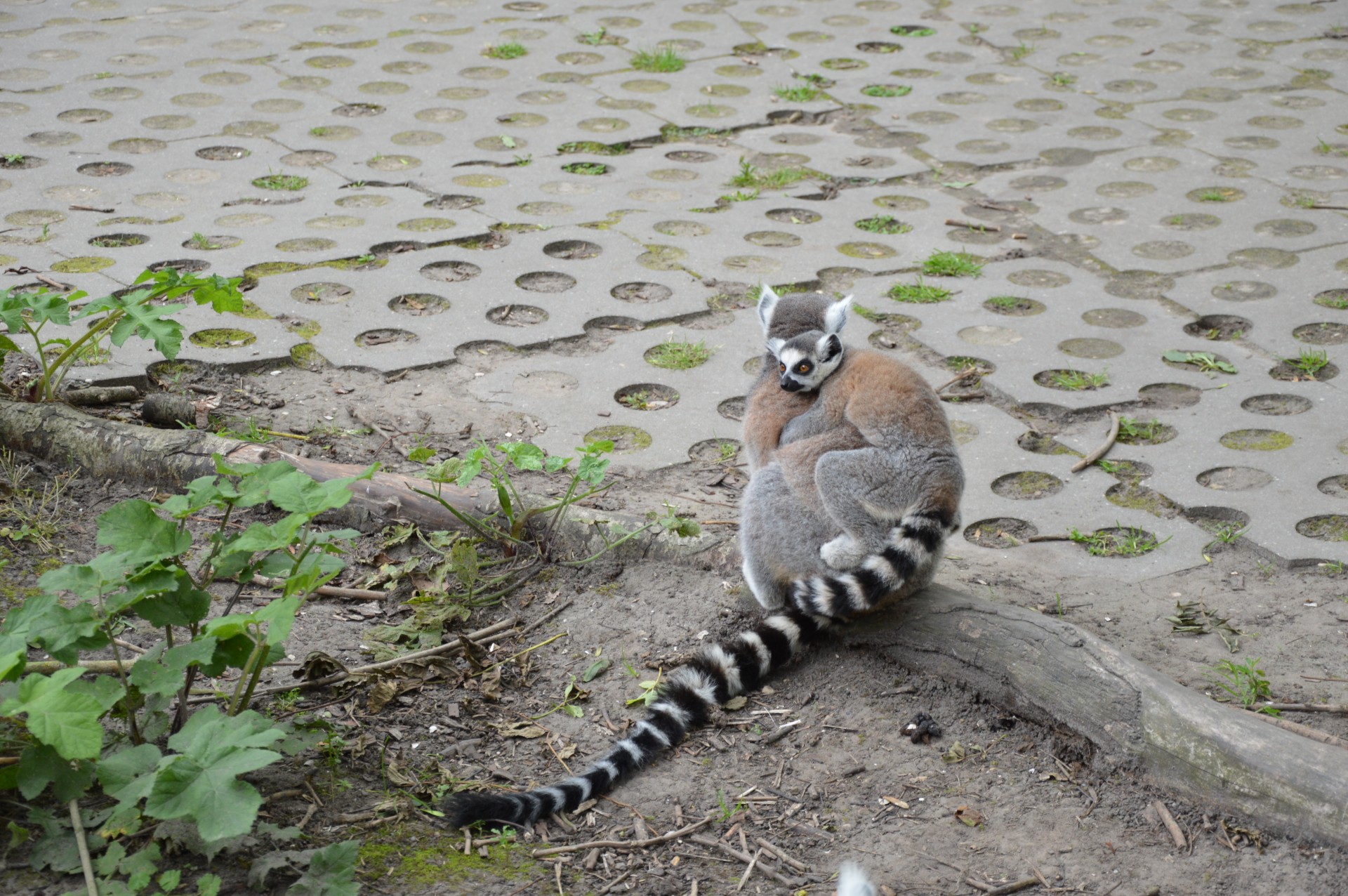 Žiedinis Tauronas & Lempa,  Lemurs,  Atogrąžų,  Turtas,  Hoenderdaell,  Zoologijos Sodas,  Gamta,  Gyvūnas,  Serijos,  Žiediniai Lelukai 4