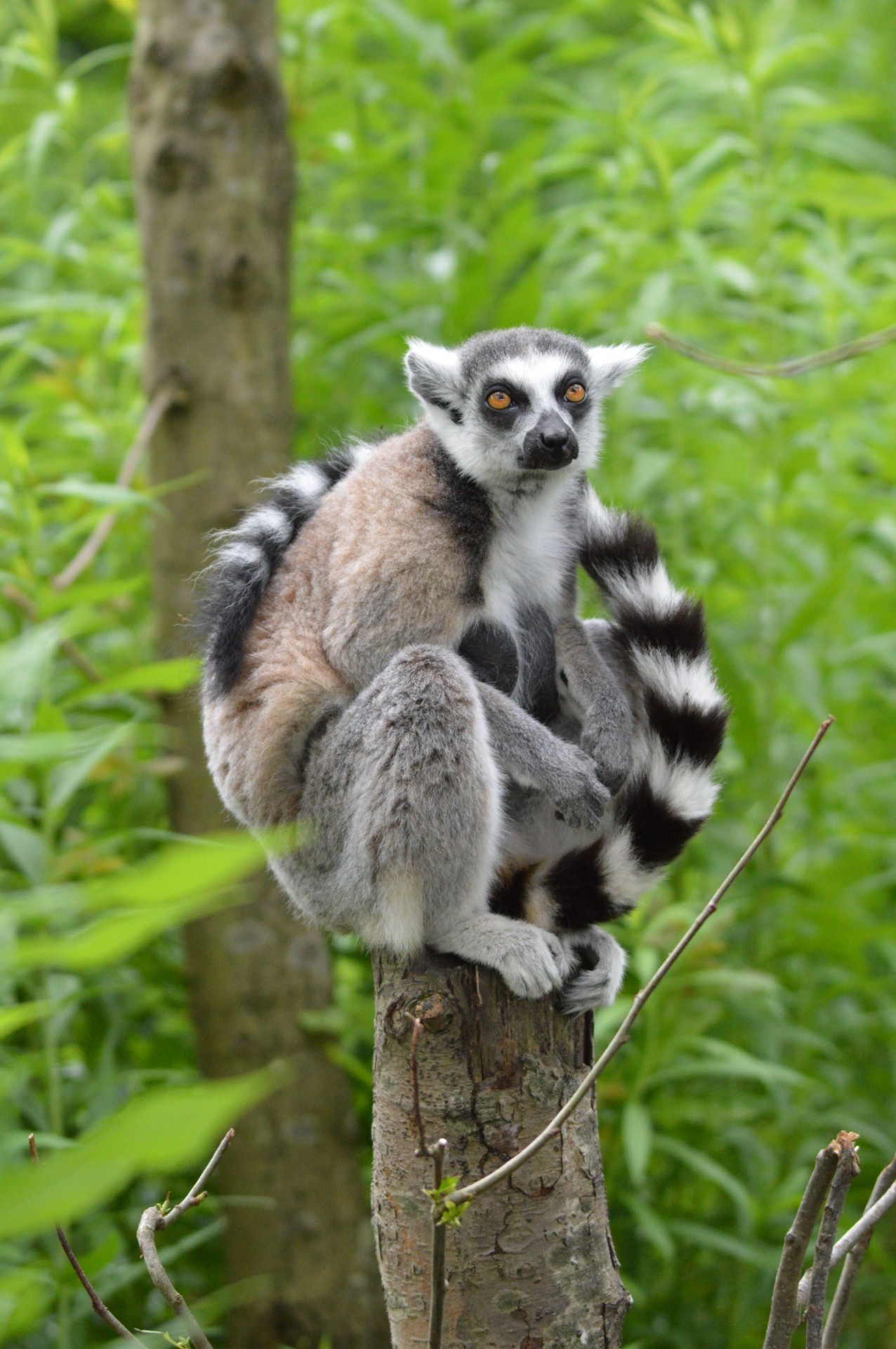 Žiedinis Tauronas & Lempa,  Lemurs,  Atogrąžų,  Turtas,  Hoenderdaell,  Zoologijos Sodas,  Gamta,  Gyvūnas,  Serijos,  Žiediniai Lelukai 7