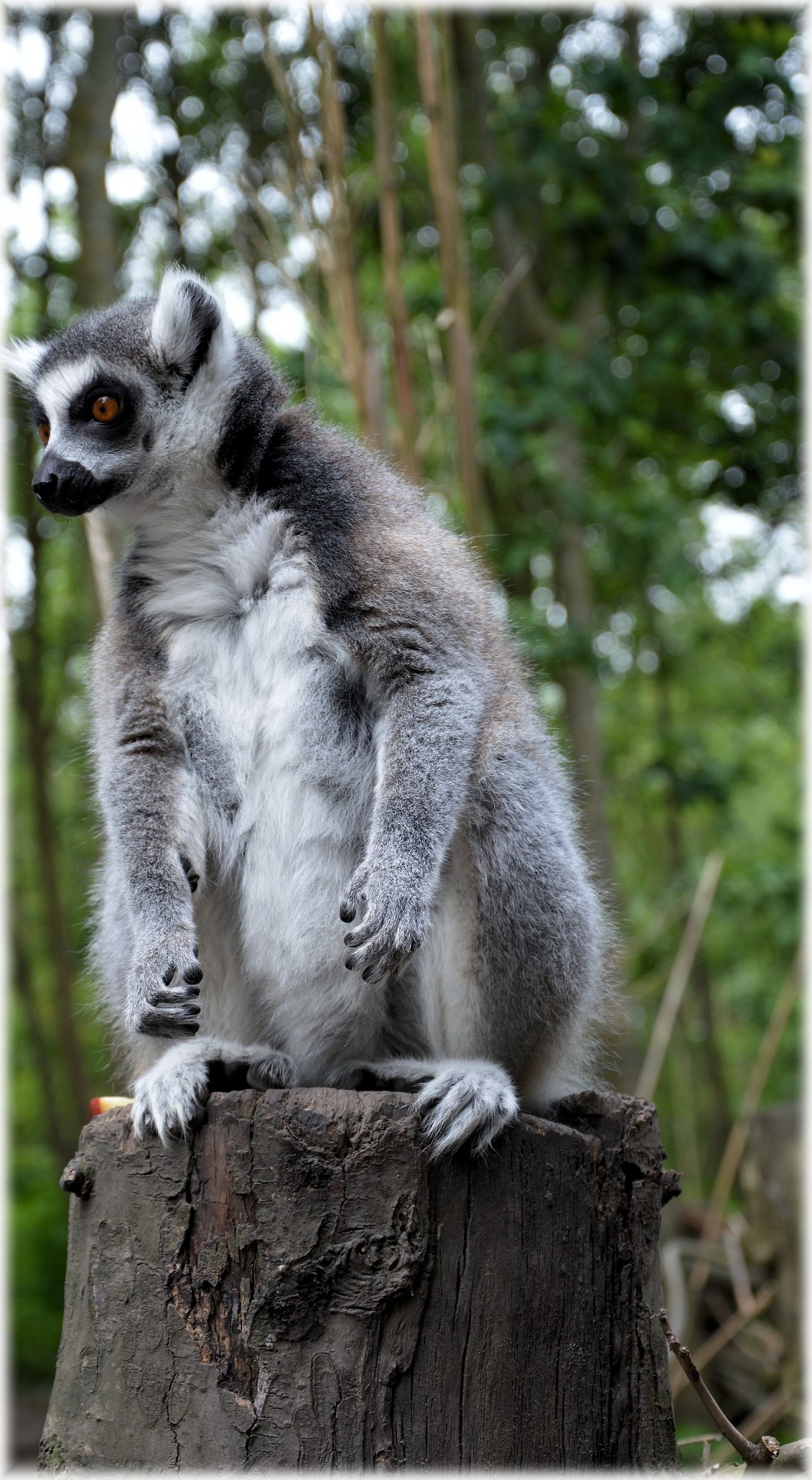 Žiedinis Tauronas & Lempa,  Primatas,  Zoologijos Sodas,  Žiedinis Leistukas 21, Nemokamos Nuotraukos,  Nemokama Licenzija