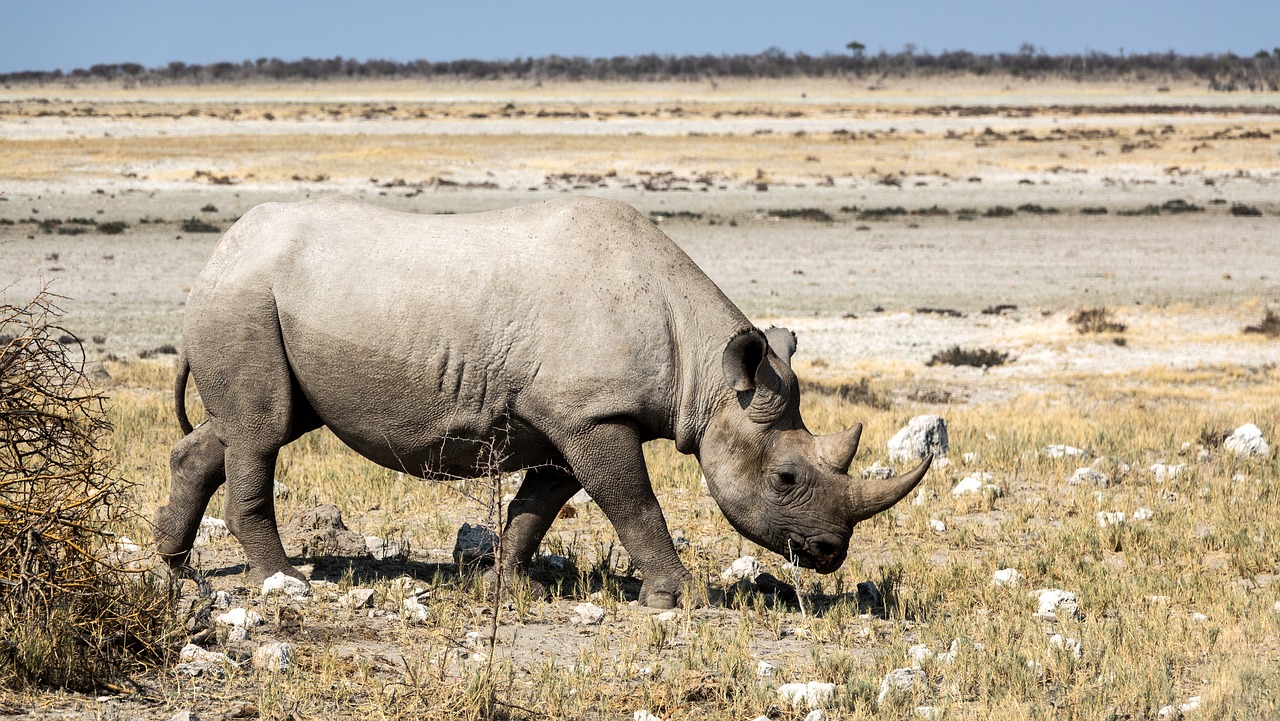 Rinozeros, Rhino, Breitmaulnashorn, Safari, Afrika, Botsvana, Nacionalinis Parkas, Nemokamos Nuotraukos,  Nemokama Licenzija