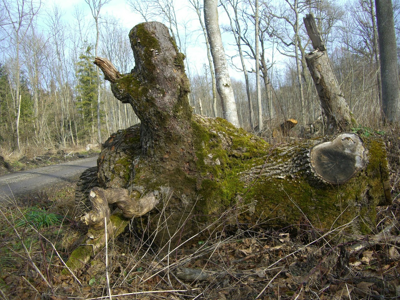 Pakrantės Zona, Miško Takas, Žurnalas, Užpakalis, Bemoost, Bukas, Miškas, Baltas Miestas, Bavarija, Nemokamos Nuotraukos