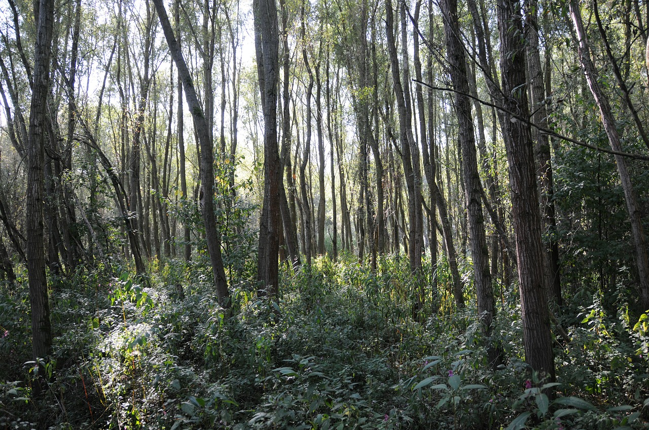 Pakrantės Zona, Bobutė, Šviesa, Gamta, Tuopa, Pomidoras, Miškas, Nemokamos Nuotraukos,  Nemokama Licenzija