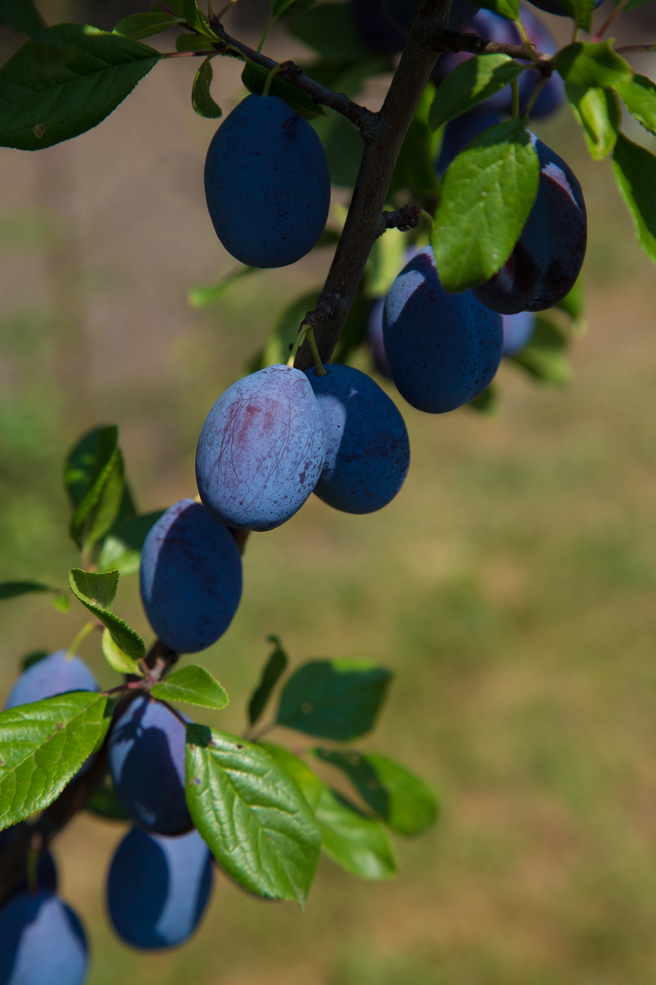 Žemdirbystė,  Asortimentas,  Ruduo,  Fonas,  Fonas,  Uogos,  Bio,  Juodmedis,  Kultivuoti,  Skanus