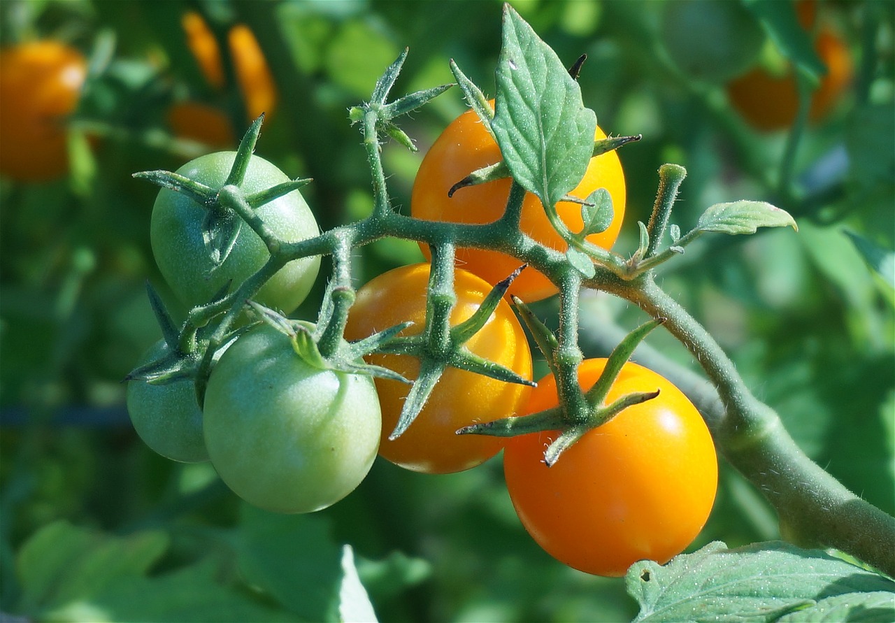 Nokinami Pomidorai, Pomidoras, Pomidorai, Vyšnių Pomidorai, Oranžinis Pomidoras, Nokinimas, Daržovių, Vaisiai, Flora, Sodas